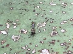 Dilophus tibialis breviceps