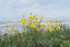 Ranunculus pedatifidus affinis