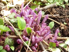 Lathraea clandestina