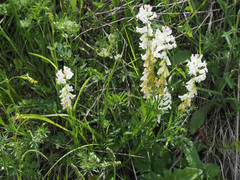 Polygala transcaucasica