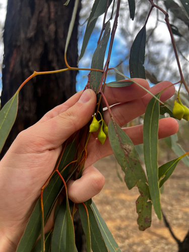 Eucalyptus tricarpa, photograph 4