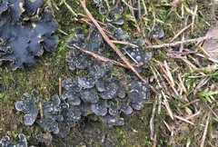 Peltigera extenuata