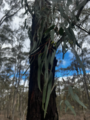 (c) Alex Stuart, some rights reserved (CC BY) Eucalyptus tricarpa, photograph (c) Alex Stuart, some rights reserved (CC BY)