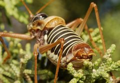 Lluciapomaresius panteli