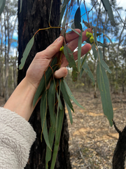 Eucalyptus tricarpa, photograph (c) Alex Stuart, some rights reserved (CC BY)