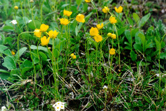 Ranunculus pedatifidus affinis