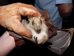 Epomophorus gambianus