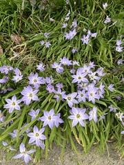 Ipheion