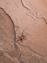 Myrmekiaphila comstocki