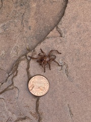 Myrmekiaphila comstocki