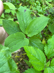 Smilax hugeri, photograph author not stated, no rights reserved