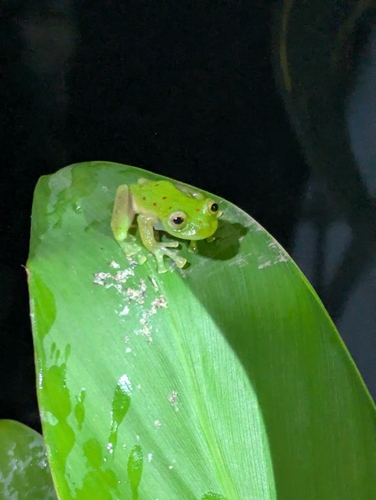 Red-dotted glassfrog, Nymphargus grandisonae