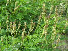 Astragalus galegiformis