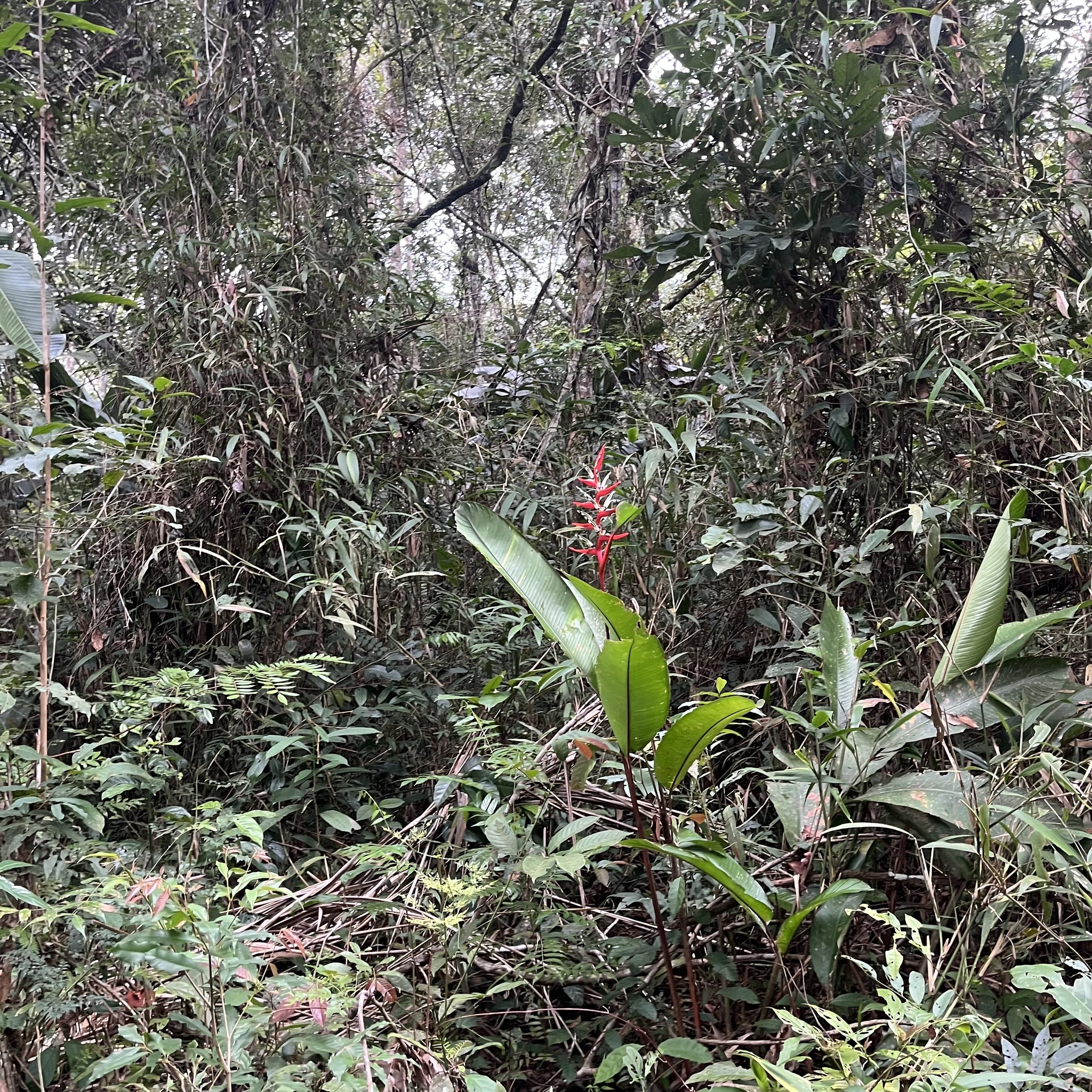 Heliconia acuminata