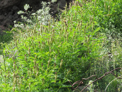 Astragalus galegiformis