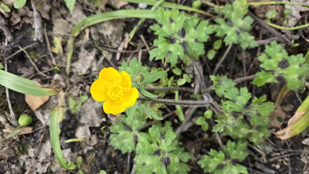 Ranunculus constantinopolitanus; photograph (c) Linna Gurova, some rights reserved (CC BY)