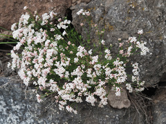 Asperula prostrata