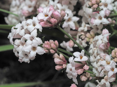 Asperula prostrata