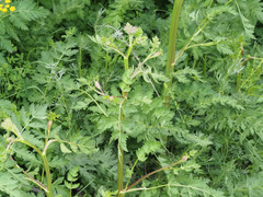 Seseli transcaucasicum