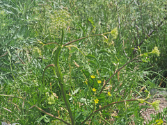Seseli transcaucasicum