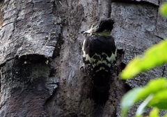 Meiglyptes jugularis