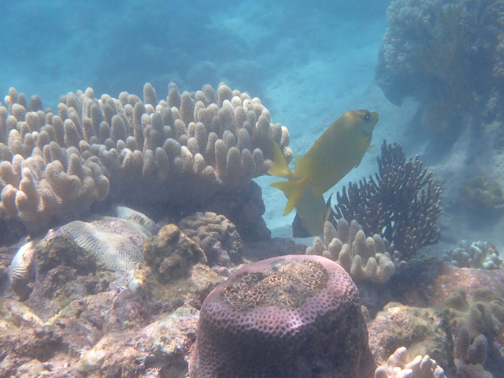 Blue-spotted spinefoot