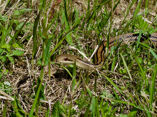Japanese Four-lined Ratsnake