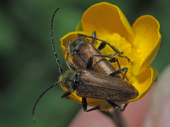 Cortodera