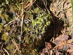Peltigera extenuata