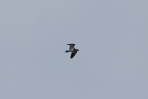 Grey-headed Lapwing