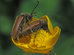 Cortodera