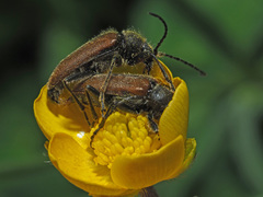 Cortodera