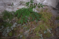 Astronium graveolens