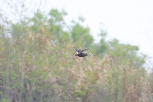 Eastern Spot-billed Duck