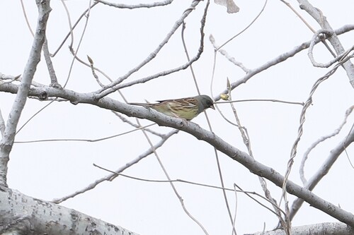 Black-faced Bunting