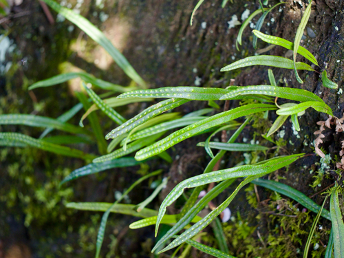Lepisorus nigripes (Lepisorus nigripes)