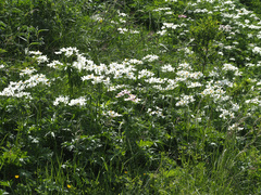 Anemonastrum fasciculatum