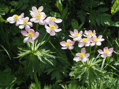 Anemonastrum fasciculatum