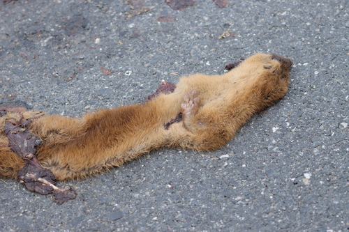Siberian Weasel