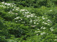 Anemonastrum fasciculatum