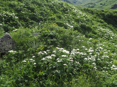 Anemonastrum fasciculatum