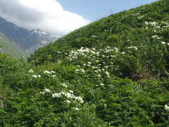 Anemonastrum fasciculatum