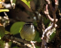 Phylloscopus maculipennis