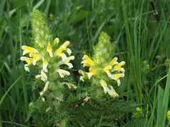 Pedicularis condensata