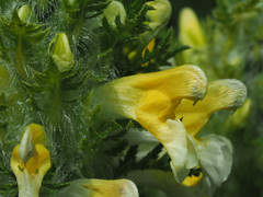 Pedicularis condensata
