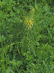 Pedicularis condensata