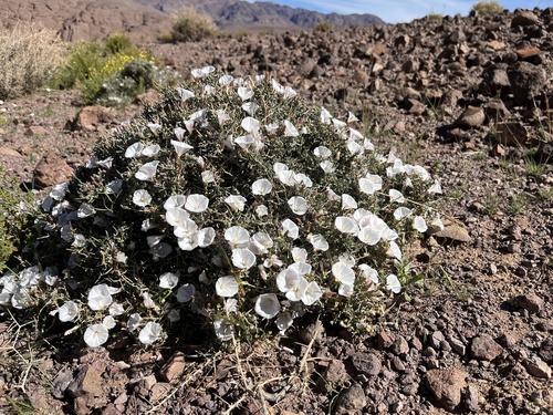 Convolvulus trabutianus