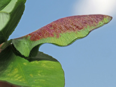 Dasineura trifolii