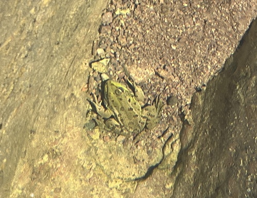 Sahara Frog