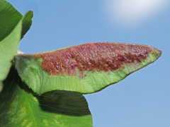 Dasineura trifolii